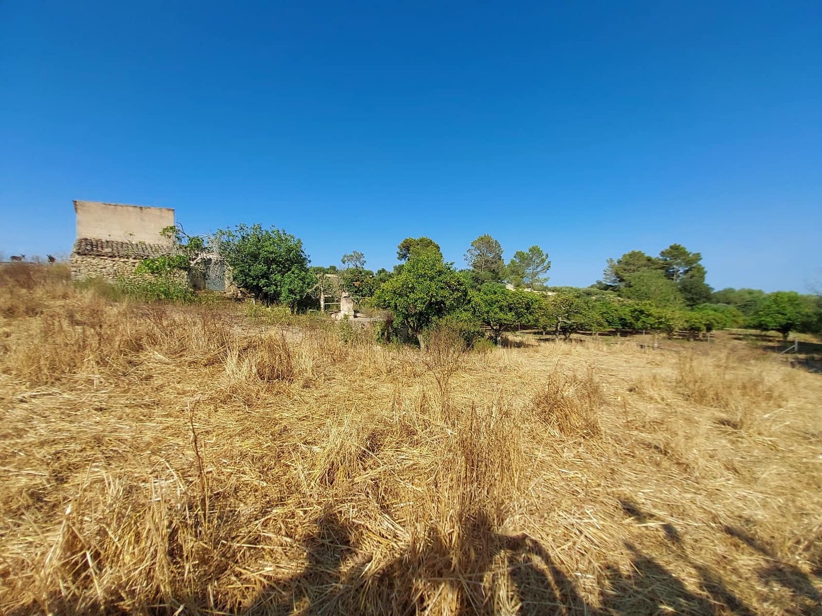 Mark till salu i Maria de la Salud / Maria de la Salut - 240 000 € (Ref: 9215518)