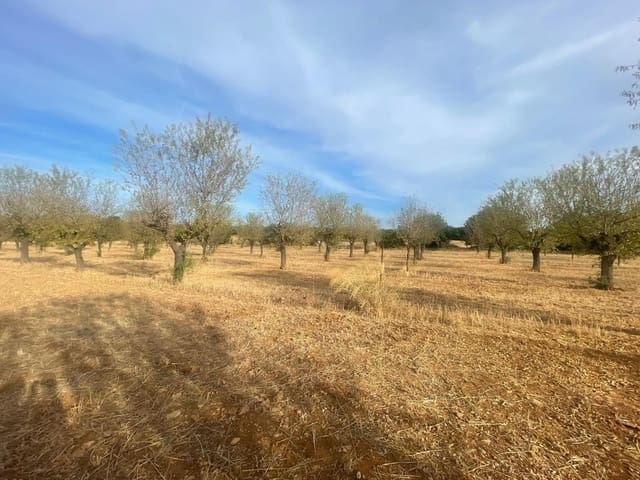 Undeveloped Land for sale in Sencelles - € 189,000 (Ref: 9239435)