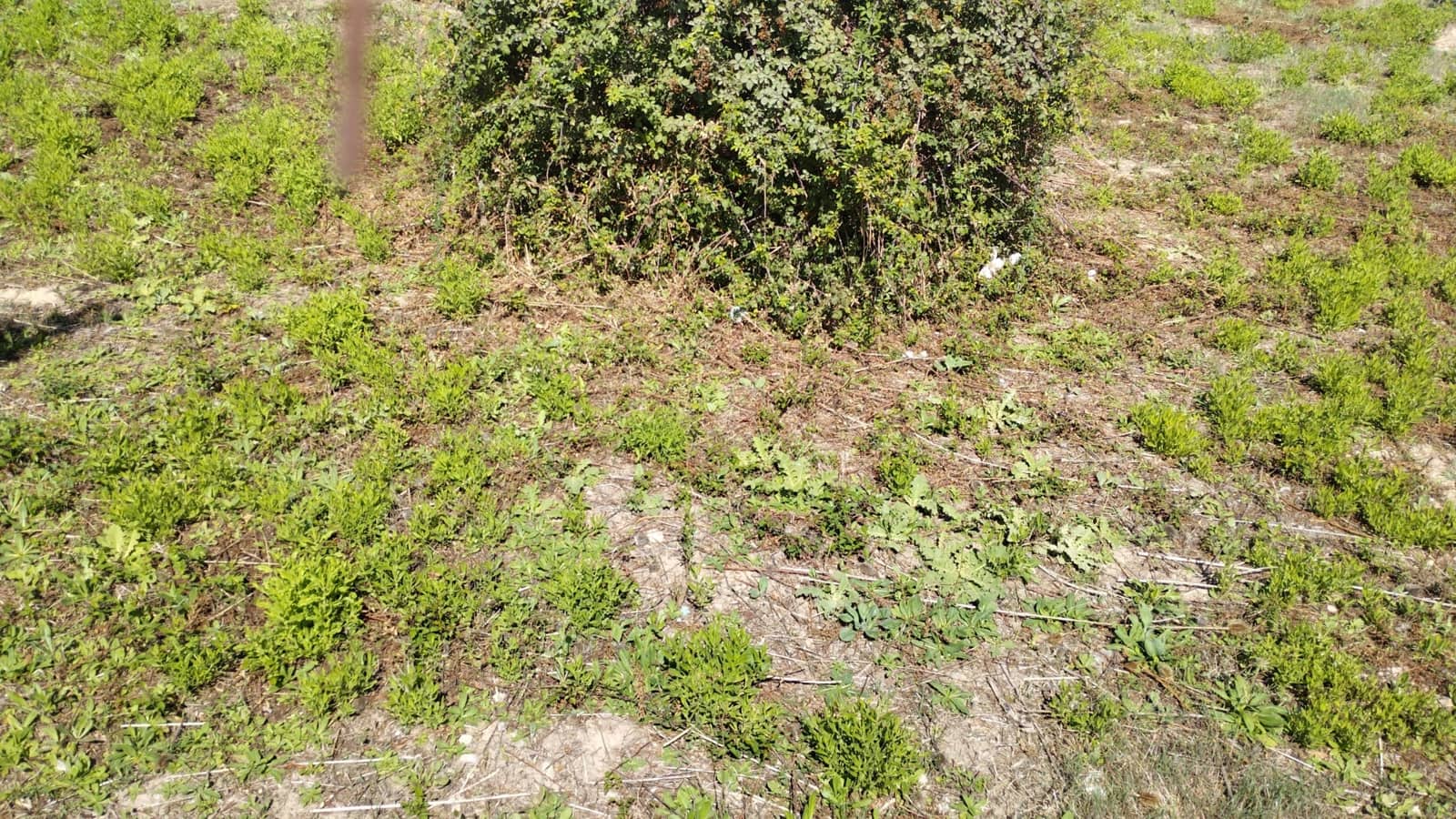 Grond te koop in Lloseta - € 1.045.000 (Ref: 9506602)