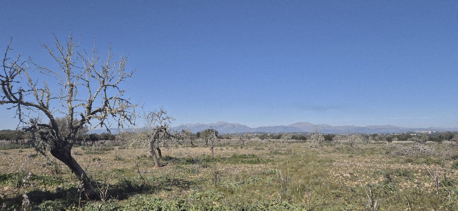 Terreno/Finca Rústica en Ariany en venta - 875.000 € (Ref: 9650648)