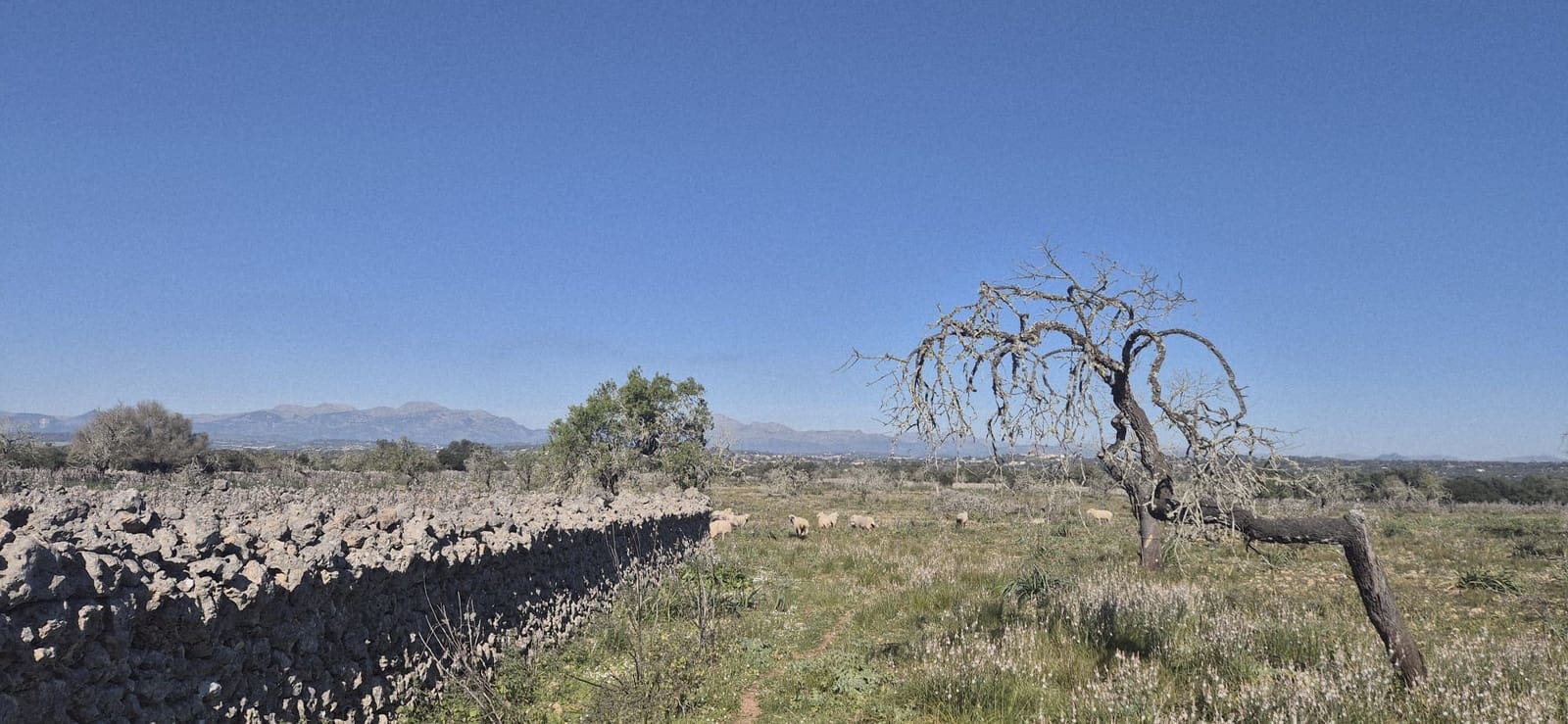 Terreno/Finca Rústica en Ariany en venta - 875.000 € (Ref: 9650648)