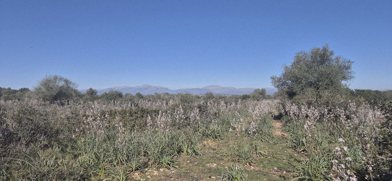 Terreno/Finca Rústica en Ariany en venta - 875.000 € (Ref: 9650648)