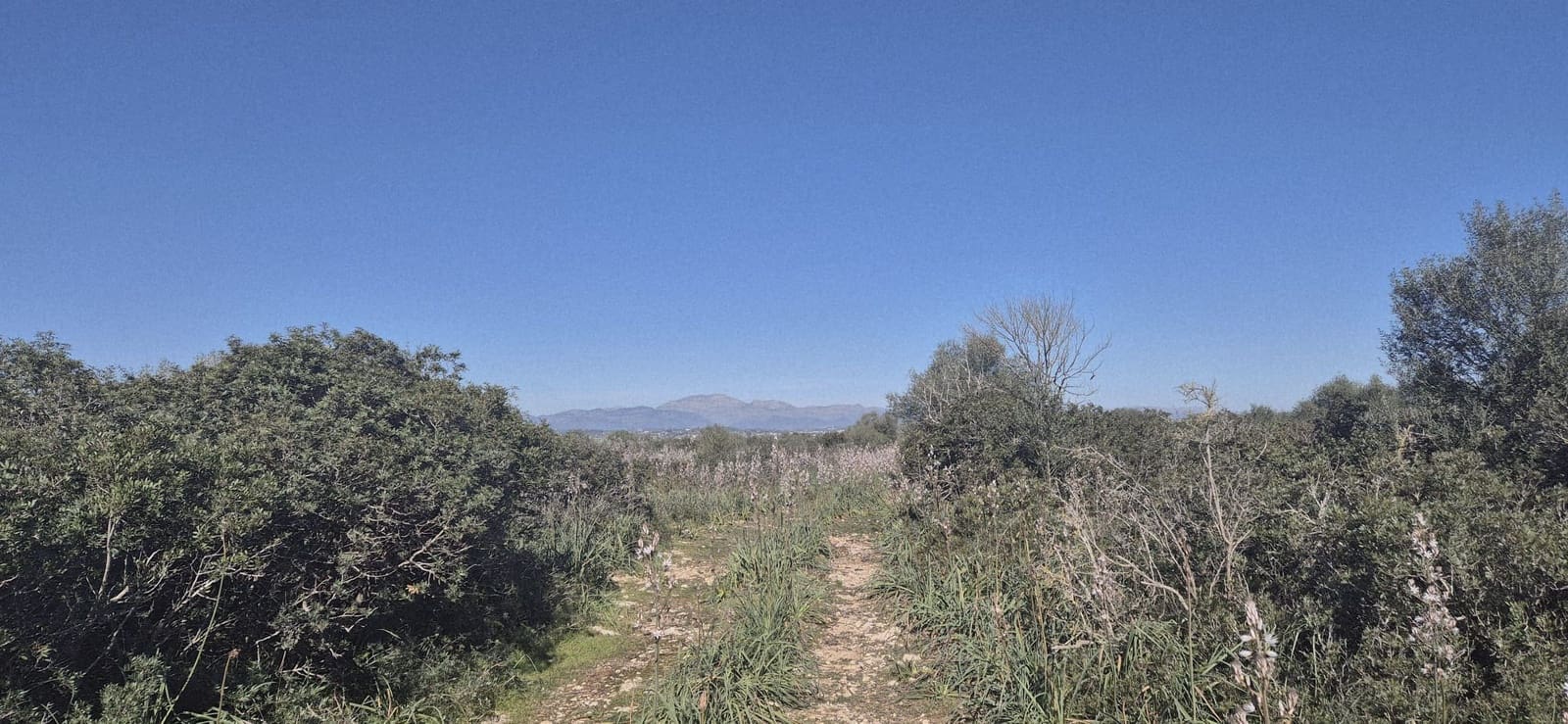 Terreno/Finca Rústica en Ariany en venta - 875.000 € (Ref: 9650648)