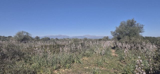 Terreno/Finca Rústica en Ariany en venta - 875.000 € (Ref: 9650648)