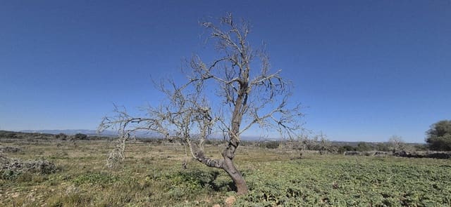 Terreno/Finca Rústica en Ariany en venta - 875.000 € (Ref: 9650648)