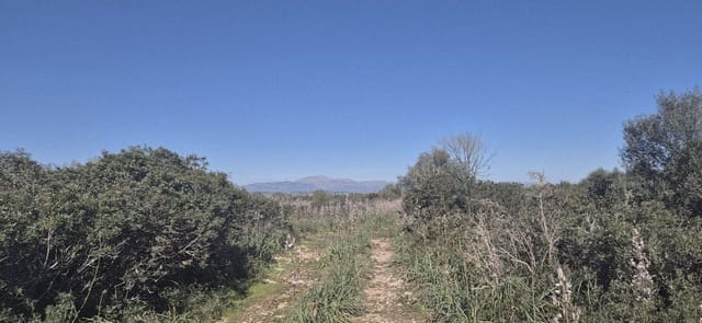 Terreno/Finca Rústica en Ariany en venta - 875.000 € (Ref: 9650648)