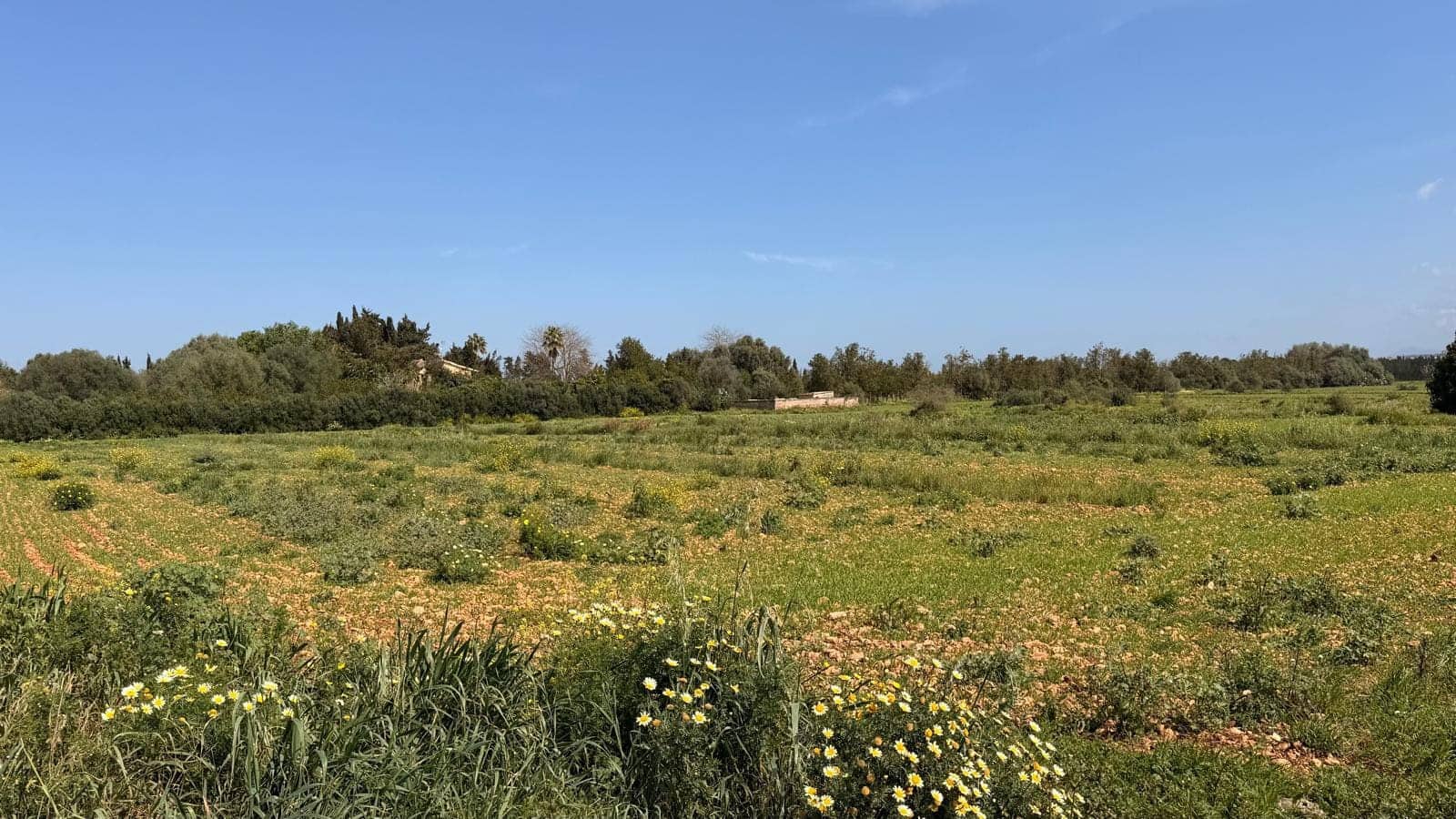 Undeveloped Land for sale in Llubi - € 1,200,000 (Ref: 9726922)