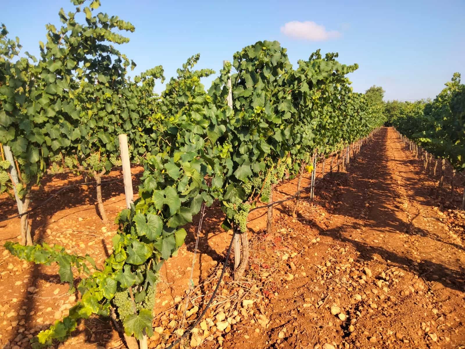 Kommersiell til salgs i Binissalem - € 2 350 000 (Ref: 9764883)