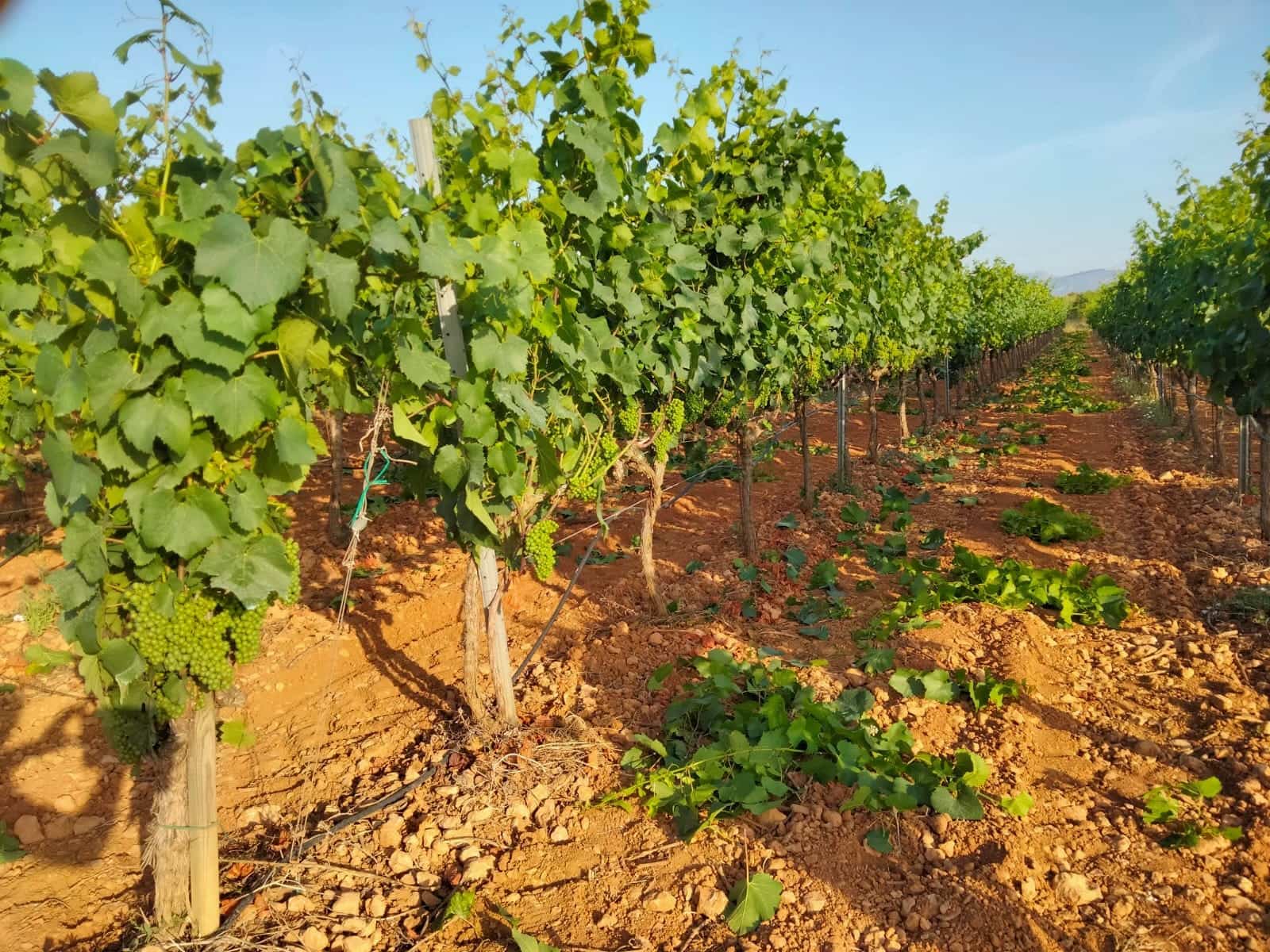 Kommersiell til salgs i Binissalem - € 2 350 000 (Ref: 9764883)