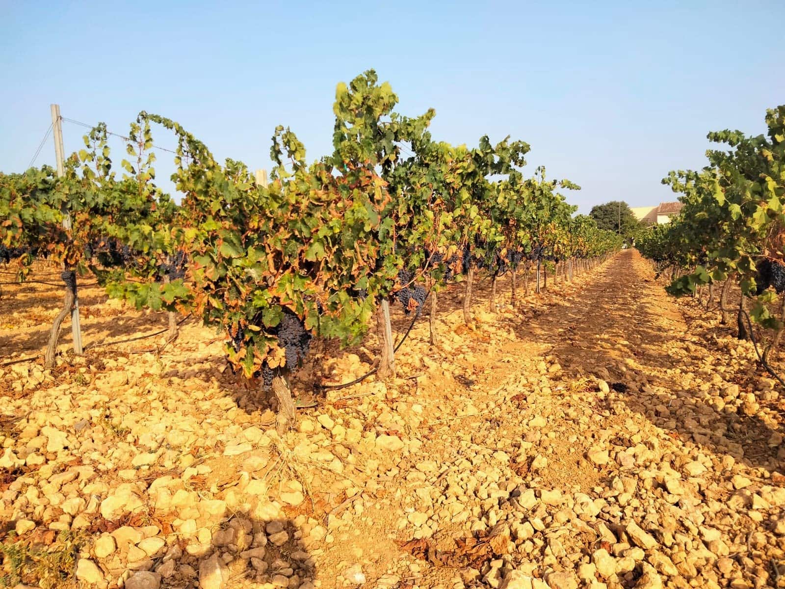 Kommersiell til salgs i Binissalem - € 2 350 000 (Ref: 9764883)