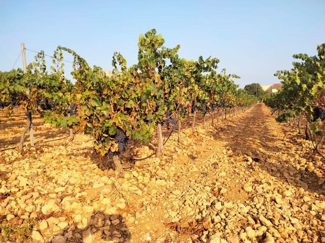 Komercyjne na sprzedaż w Binissalem - 2 350 000 € (Ref: 9764883)