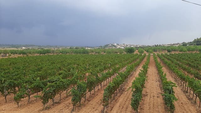 Komercyjne na sprzedaż w Binissalem - 2 350 000 € (Ref: 9764883)