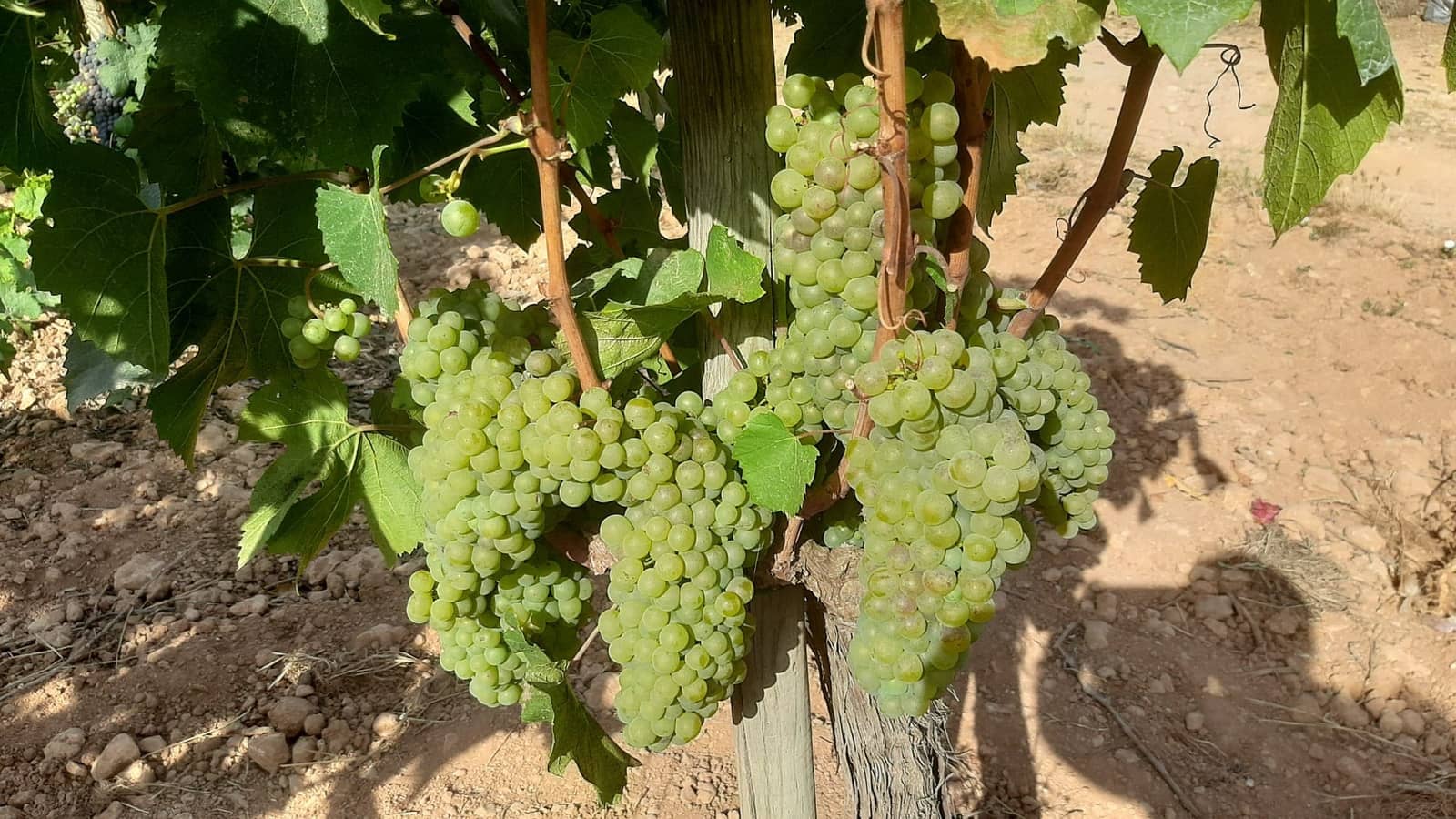 Kommersiell til salgs i Binissalem - € 2 350 000 (Ref: 9764883)