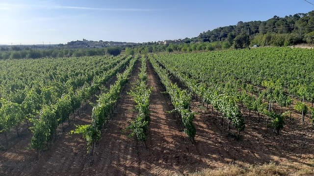 Komercyjne na sprzedaż w Binissalem - 2 350 000 € (Ref: 9764883)