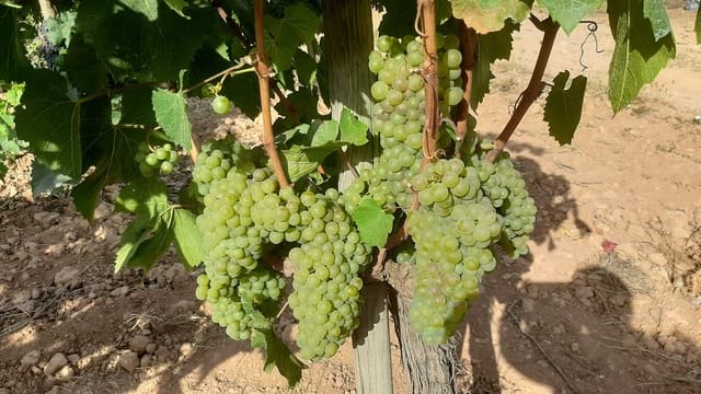 Komercyjne na sprzedaż w Binissalem - 2 350 000 € (Ref: 9764883)