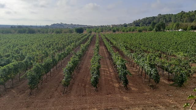 Komercyjne na sprzedaż w Binissalem - 2 350 000 € (Ref: 9764883)