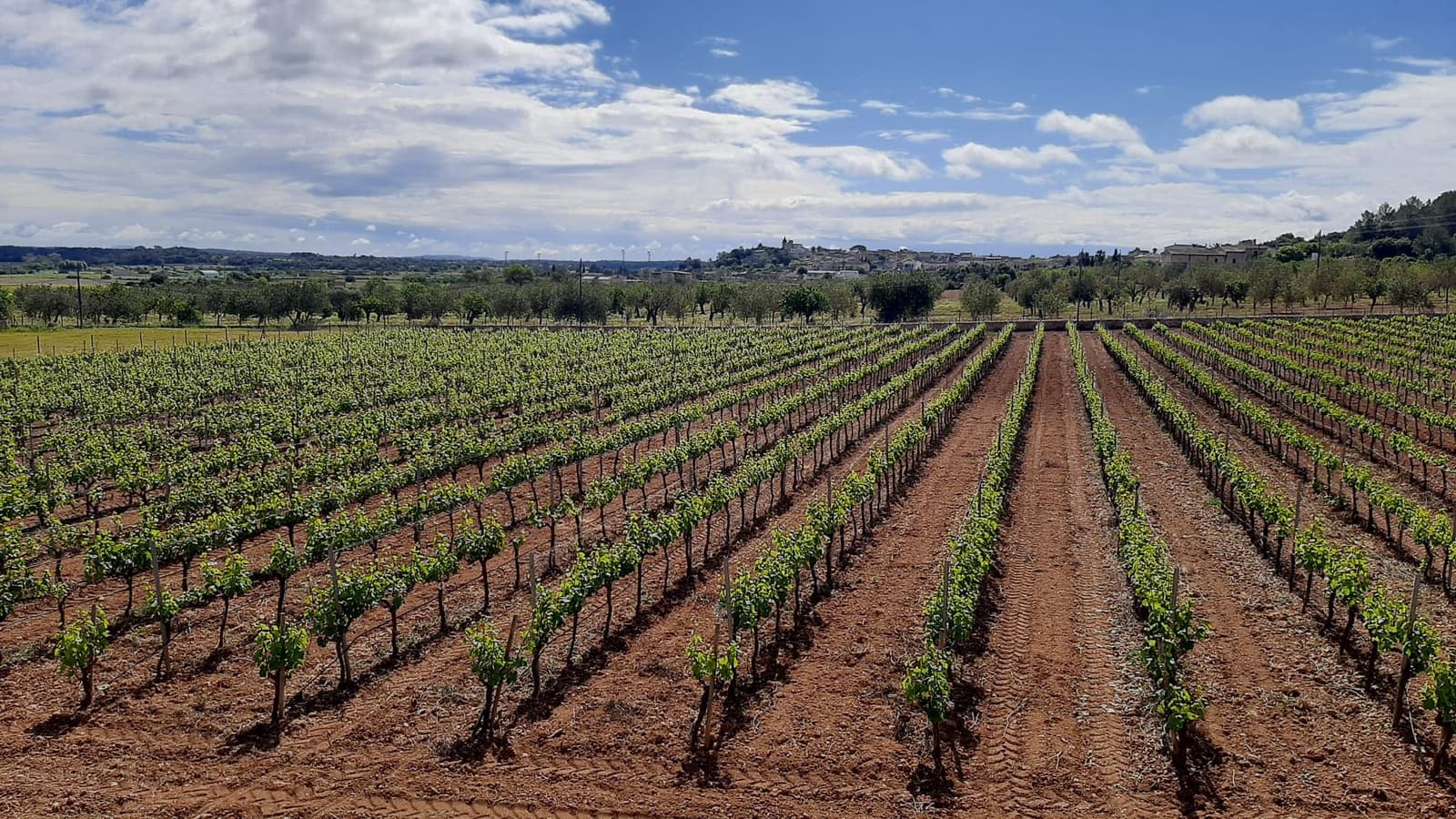 Kommersiell til salgs i Binissalem - € 2 350 000 (Ref: 9764883)