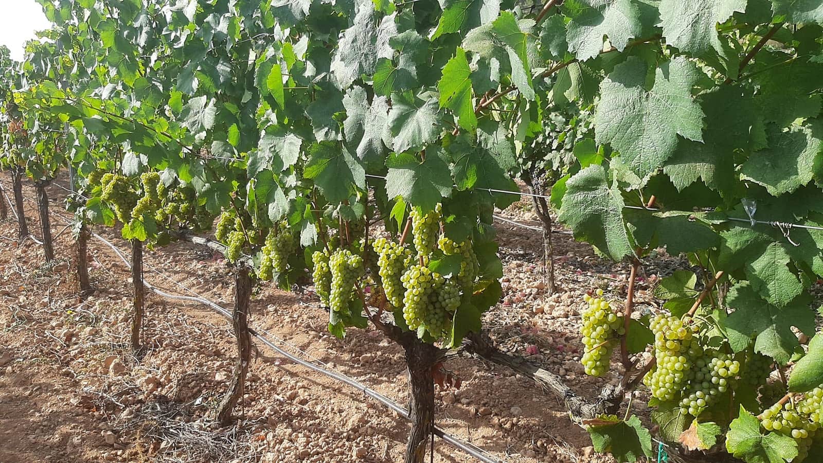 Kommersiell til salgs i Binissalem - € 2 350 000 (Ref: 9764883)