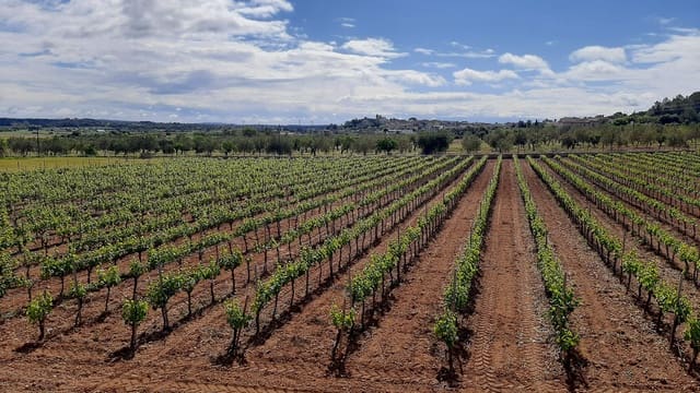 Komercyjne na sprzedaż w Binissalem - 2 350 000 € (Ref: 9764883)