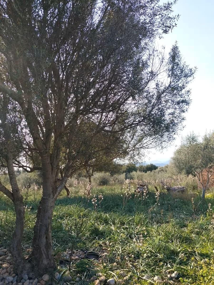 Quinta/Casa Rural para venda em Binissalem com piscina - 450 000 € (Ref: 9858642)