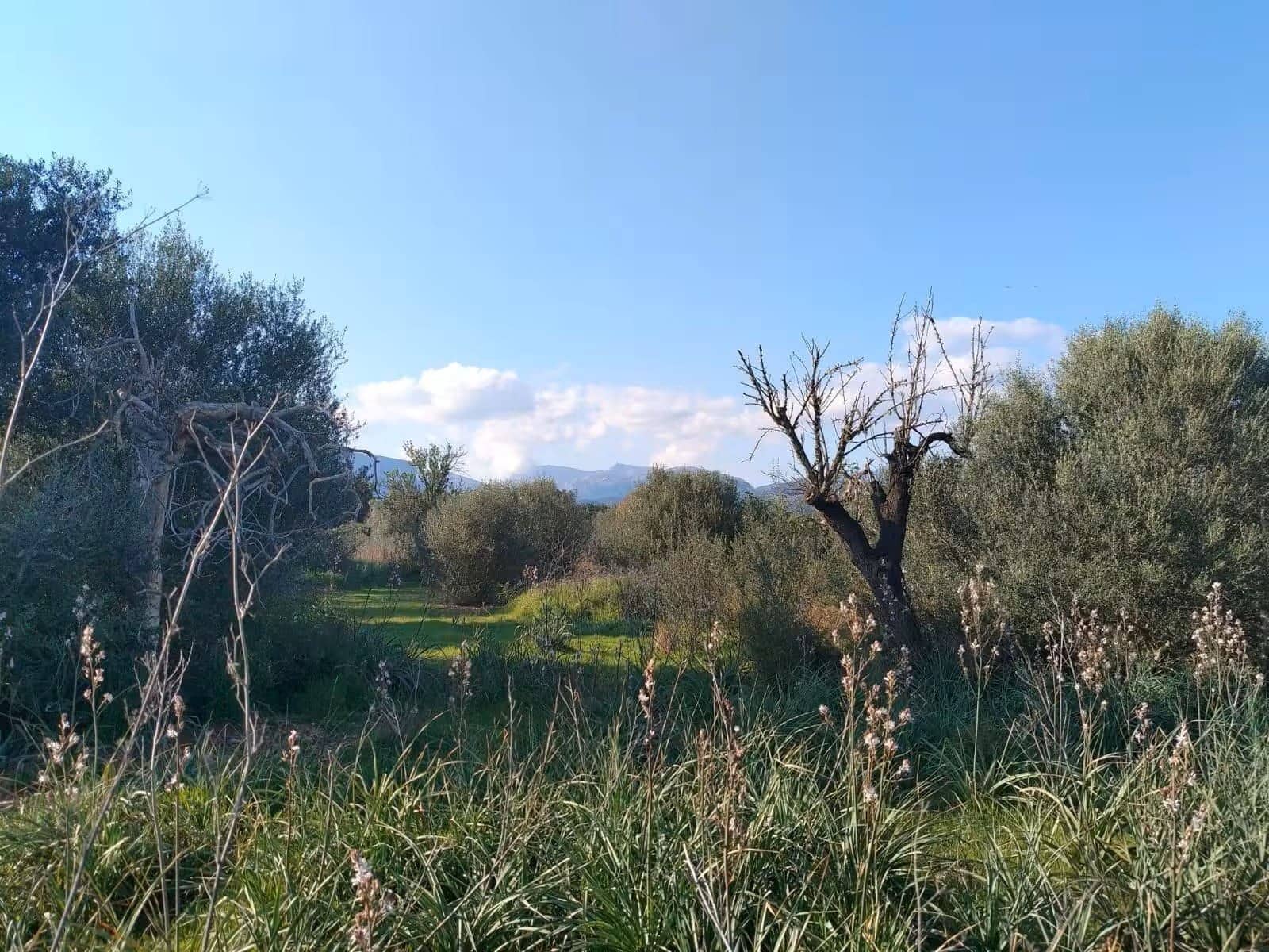 Quinta/Casa Rural para venda em Binissalem com piscina - 450 000 € (Ref: 9858642)