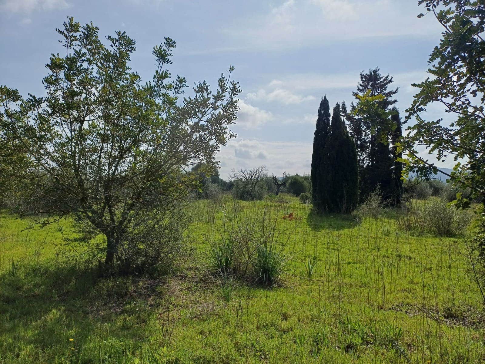 Grunde uden byggetilladelser til salg i Santa Maria del Cami - € 529.000 (Ref: 9921396)