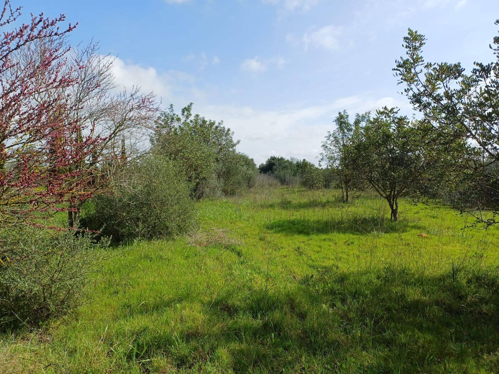 Grunde uden byggetilladelser til salg i Santa Maria del Cami - € 529.000 (Ref: 9921396)