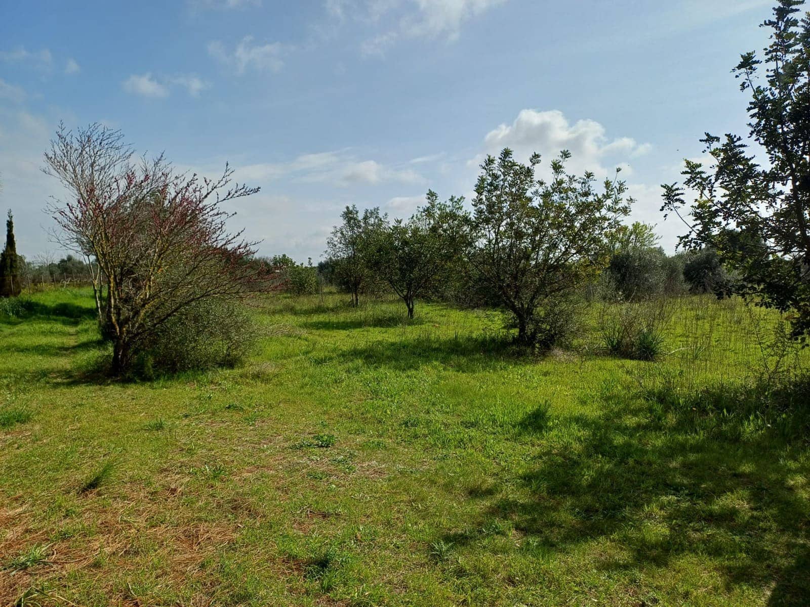 Grunde uden byggetilladelser til salg i Santa Maria del Cami - € 529.000 (Ref: 9921396)