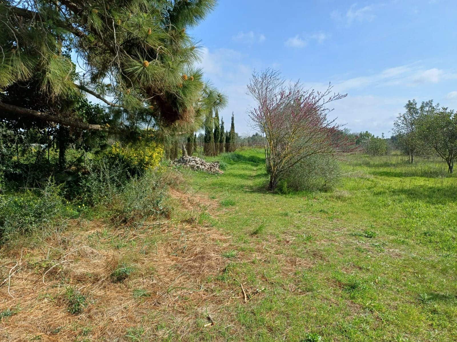 Grunde uden byggetilladelser til salg i Santa Maria del Cami - € 529.000 (Ref: 9921396)
