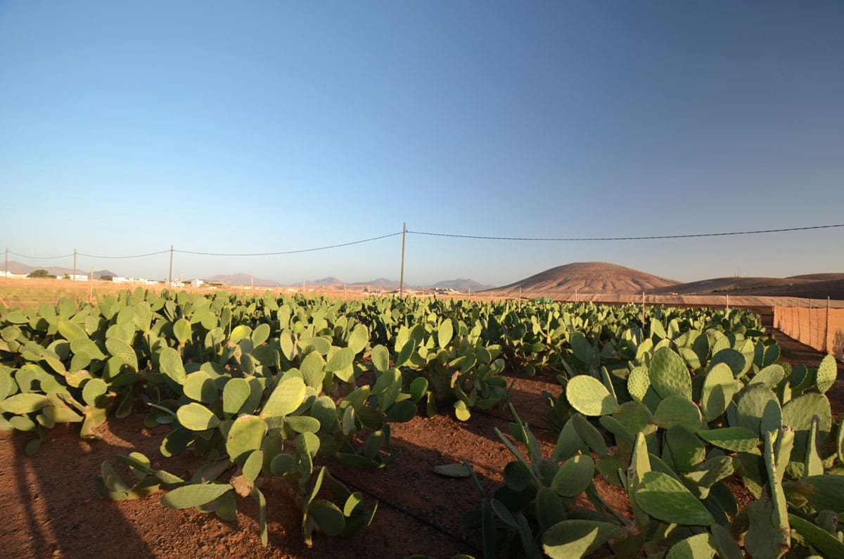 3 soveværelse Finca/Landehus til salg i Tuineje med garage - € 325.000 (Ref: 8122900)