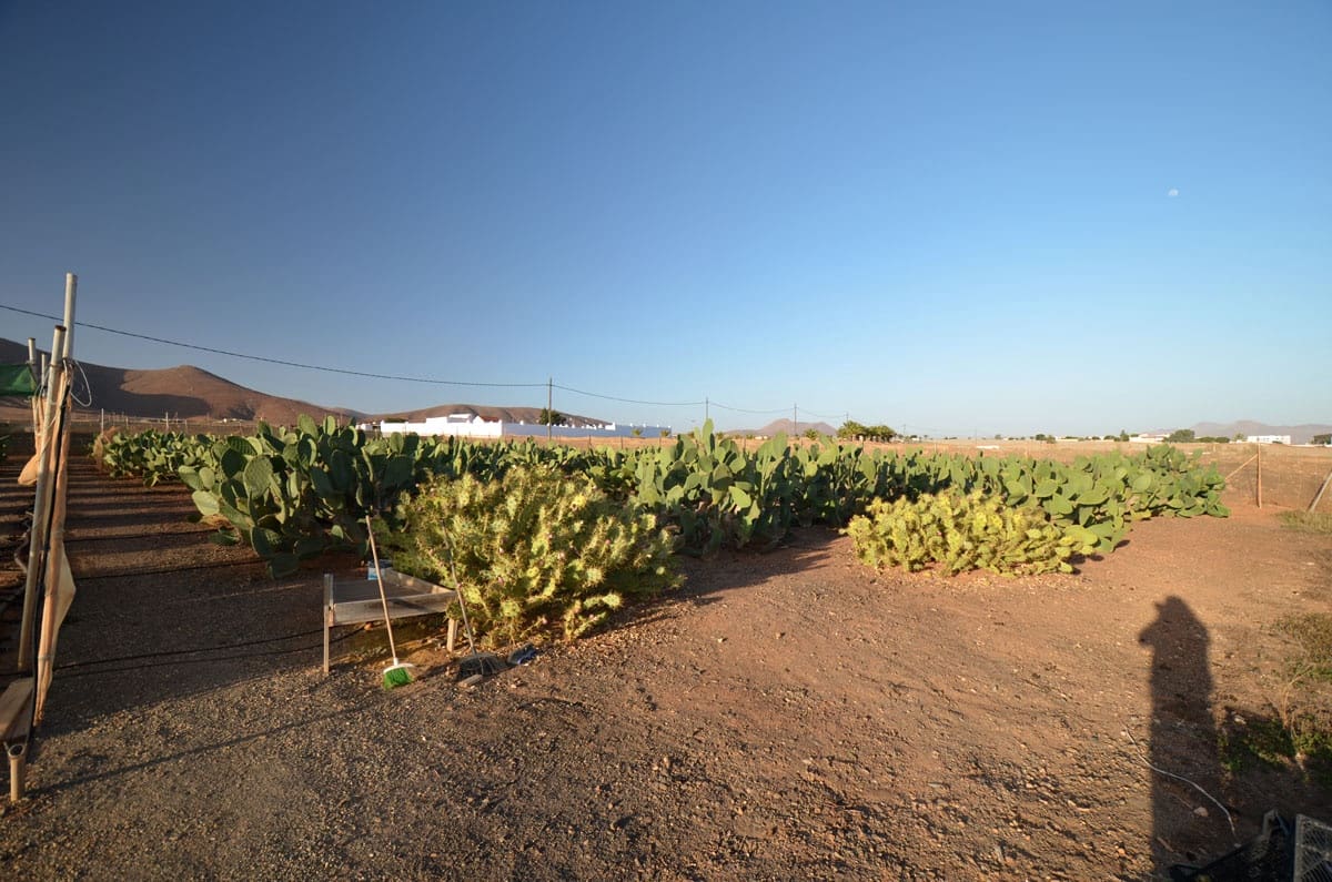 3 soveværelse Finca/Landehus til salg i Tuineje med garage - € 325.000 (Ref: 8122900)