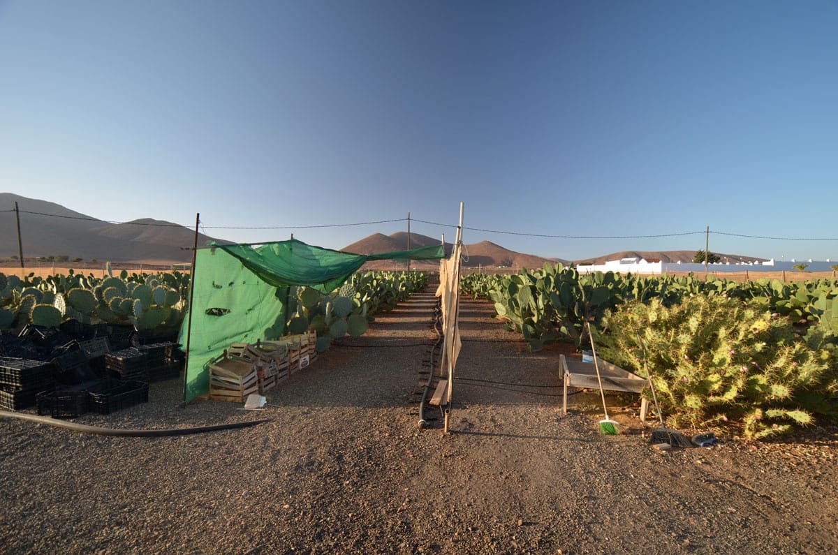 3 soveværelse Finca/Landehus til salg i Tuineje med garage - € 325.000 (Ref: 8122900)