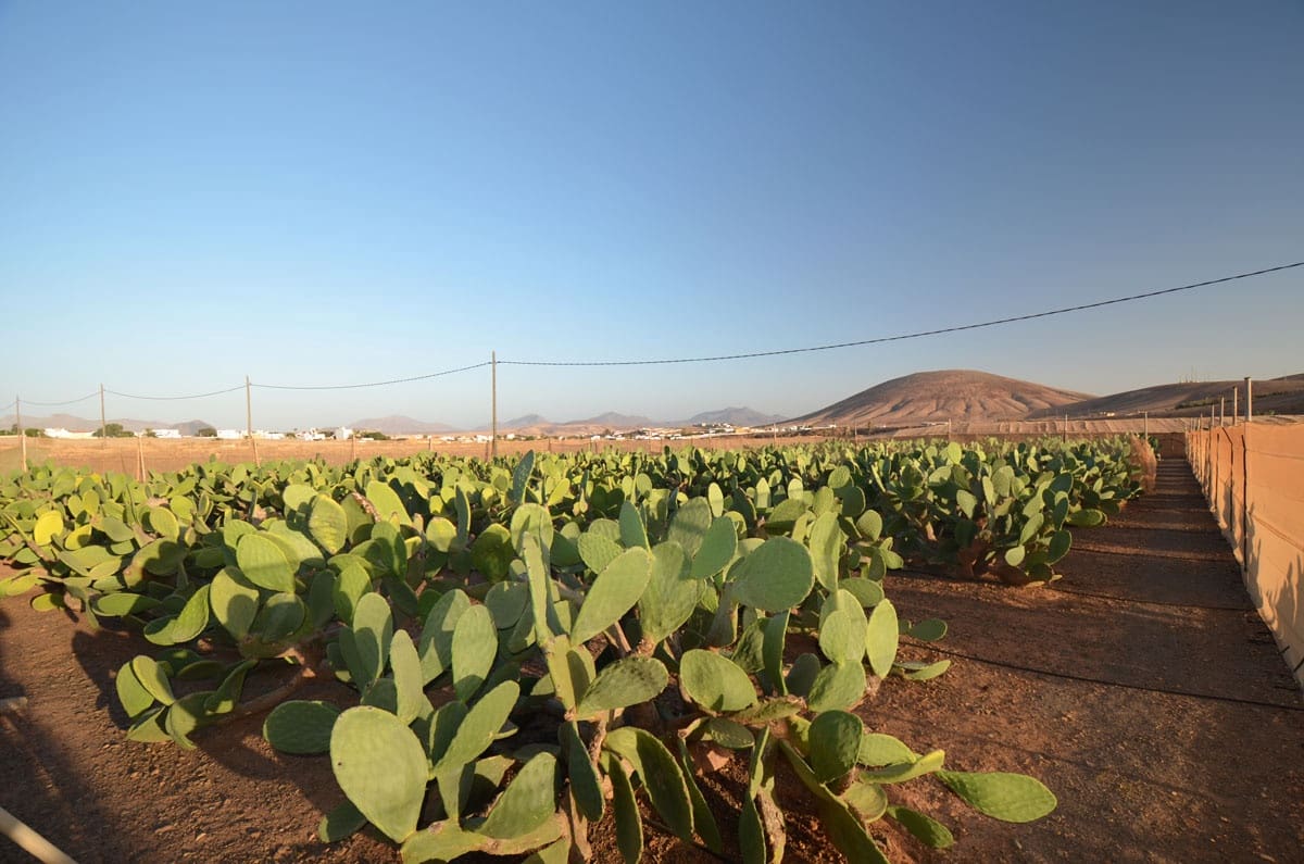 3 soveværelse Finca/Landehus til salg i Tuineje med garage - € 325.000 (Ref: 8122900)