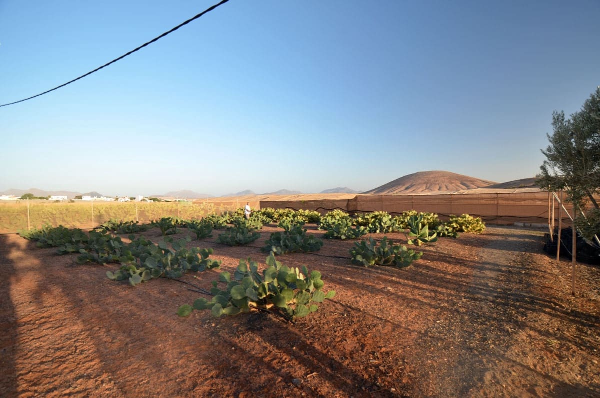 3 soveværelse Finca/Landehus til salg i Tuineje med garage - € 325.000 (Ref: 8122900)