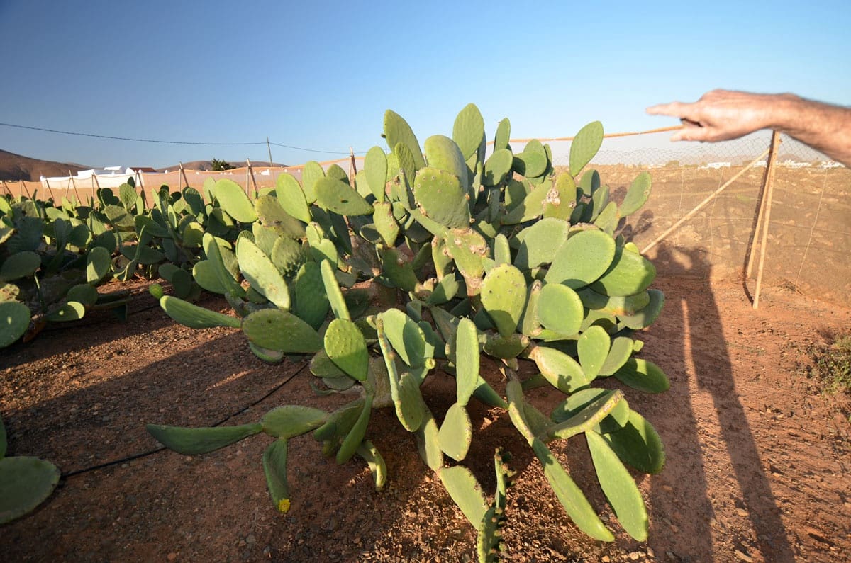 3 soveværelse Finca/Landehus til salg i Tuineje med garage - € 325.000 (Ref: 8122900)