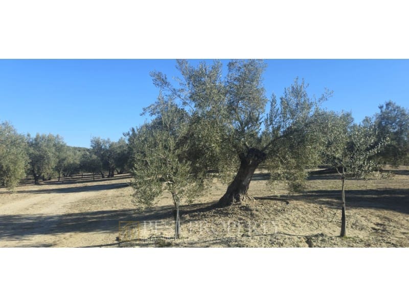 Ubebygd land til salgs i Torreperogil - € 1 600 000 (Ref: 9845321)