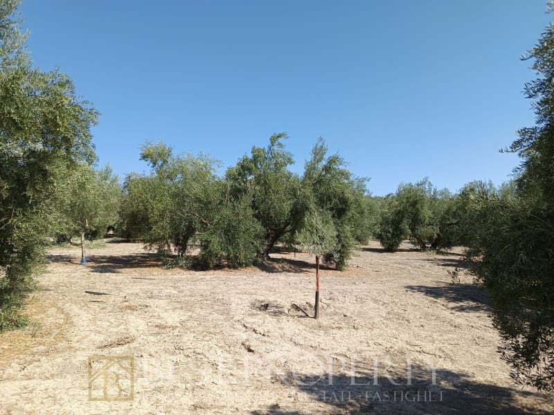 Ubebygd land til salgs i Torreperogil - € 1 600 000 (Ref: 9845321)