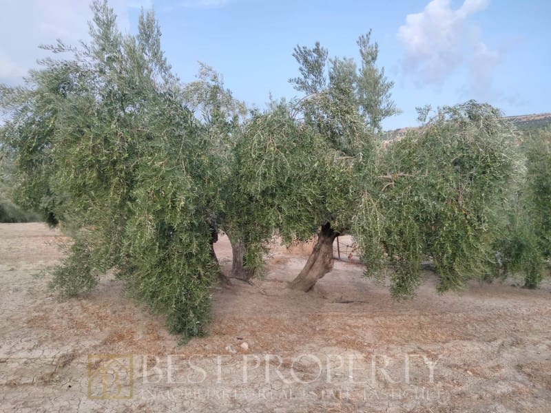 Ubebygd land til salgs i Torreperogil - € 1 600 000 (Ref: 9845321)