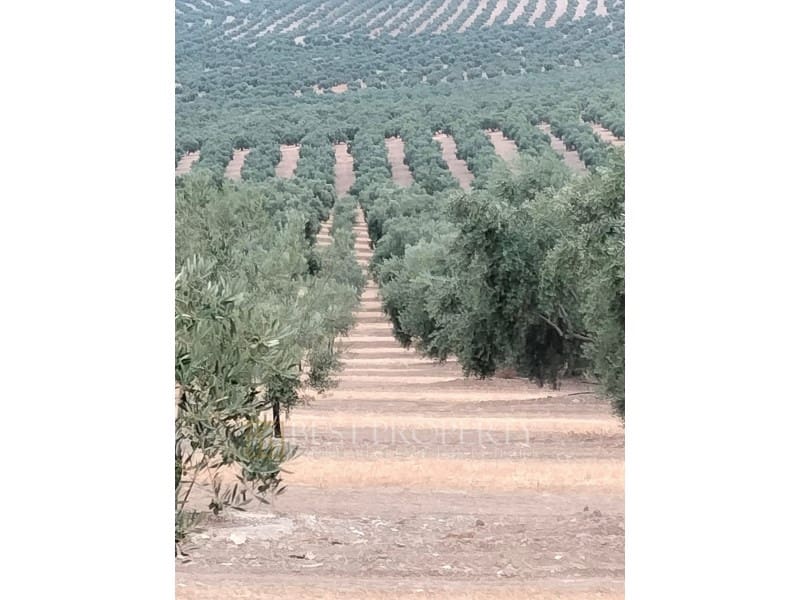 Ubebygd land til salgs i Torreperogil - € 1 600 000 (Ref: 9845321)