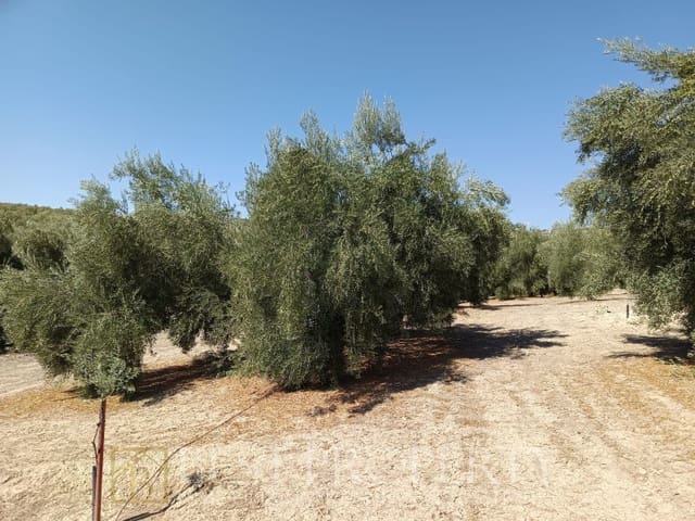Ubebygd land til salgs i Torreperogil - € 1 600 000 (Ref: 9845321)
