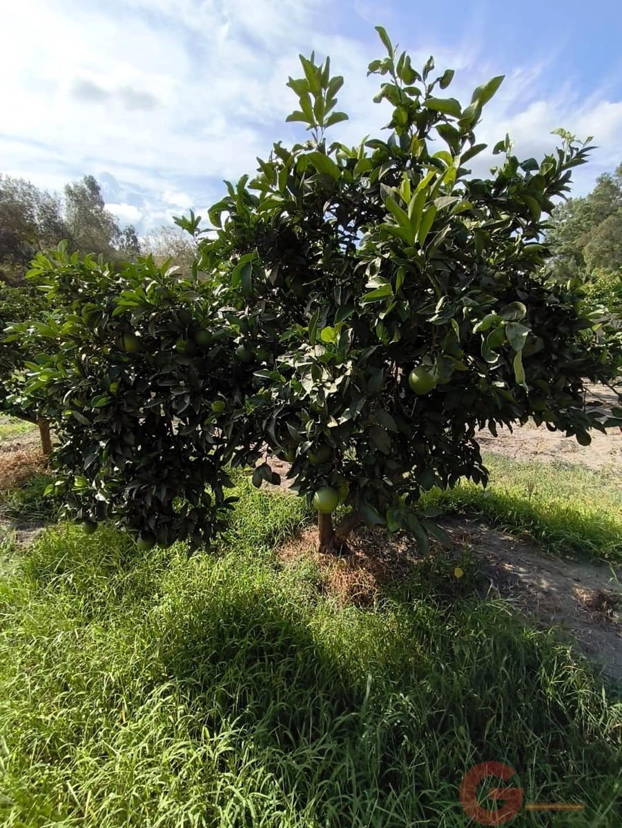 2 Zimmer Finca/Landgut zu verkaufen in Velez de Benaudalla - 117.000 € (Ref: 10090047)