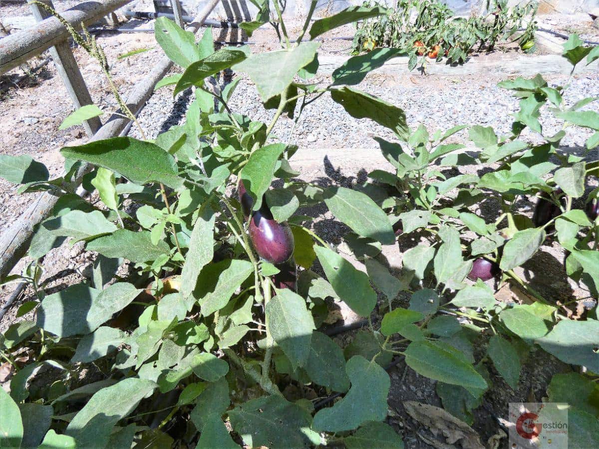 6 soveværelse Villa til salg i Torrenueva med swimmingpool garage - € 794.900 (Ref: 6344527)