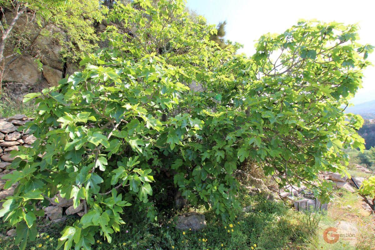 Byggetomt til salgs i Velez de Benaudalla - € 69 000 (Ref: 6844748)