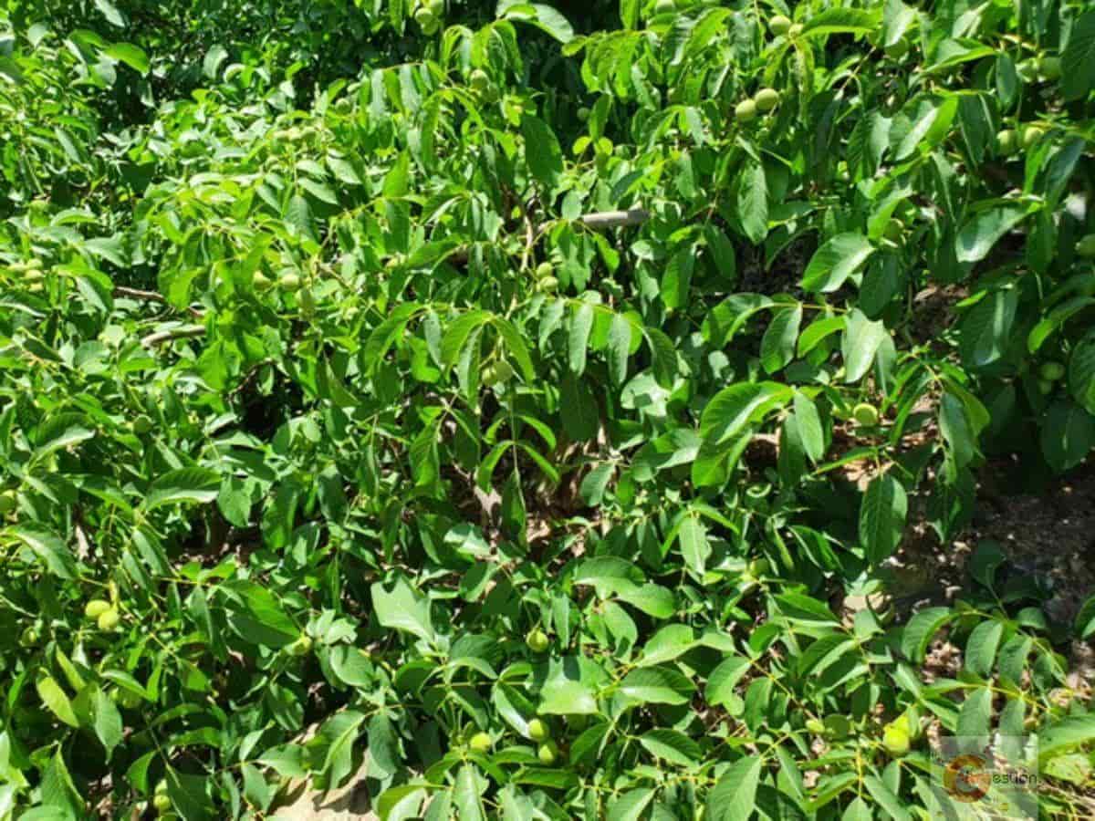 4 soveværelse Finca/Landehus til salg i Busquistar med swimmingpool - € 560.000 (Ref: 6999376)