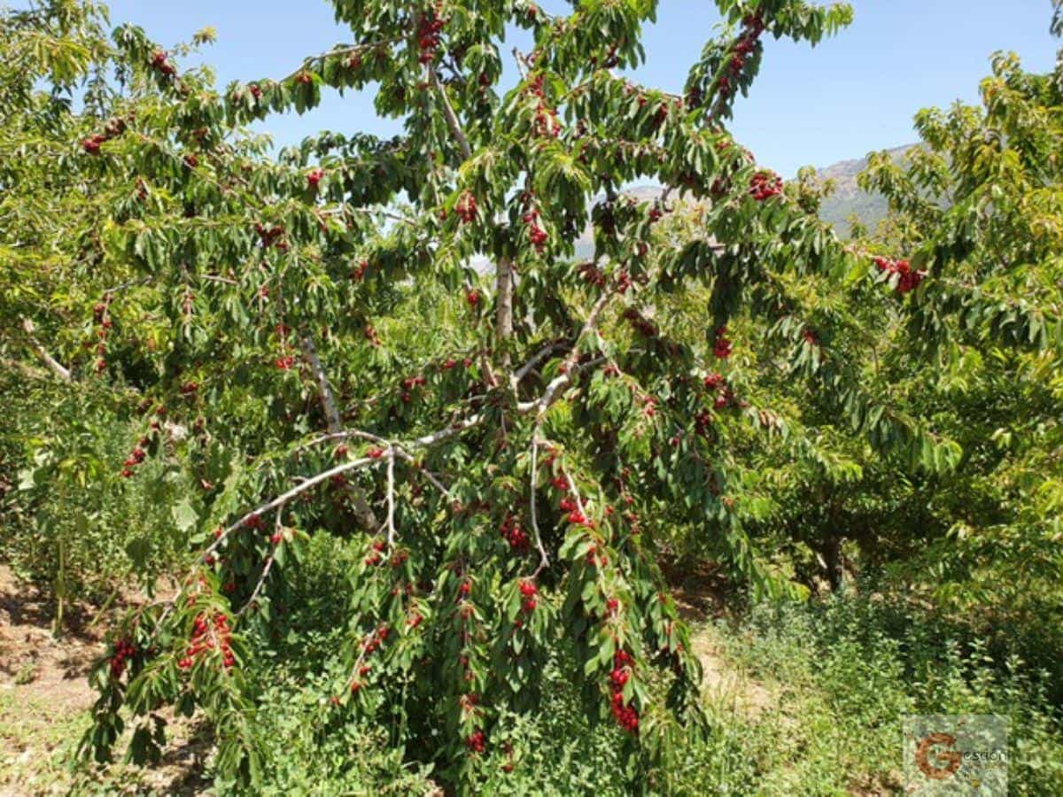 4 soveværelse Finca/Landehus til salg i Busquistar med swimmingpool - € 560.000 (Ref: 6999376)