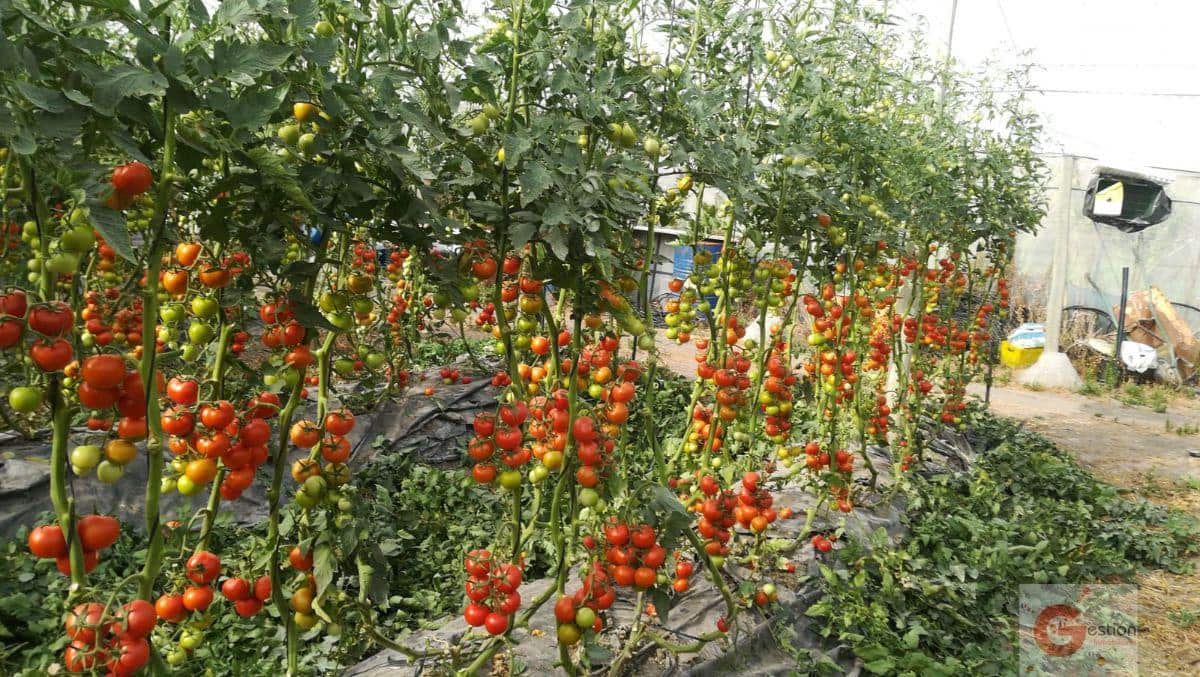 3 sovrum Villa till salu i Orgiva med pool - 450 000 € (Ref: 7021064)