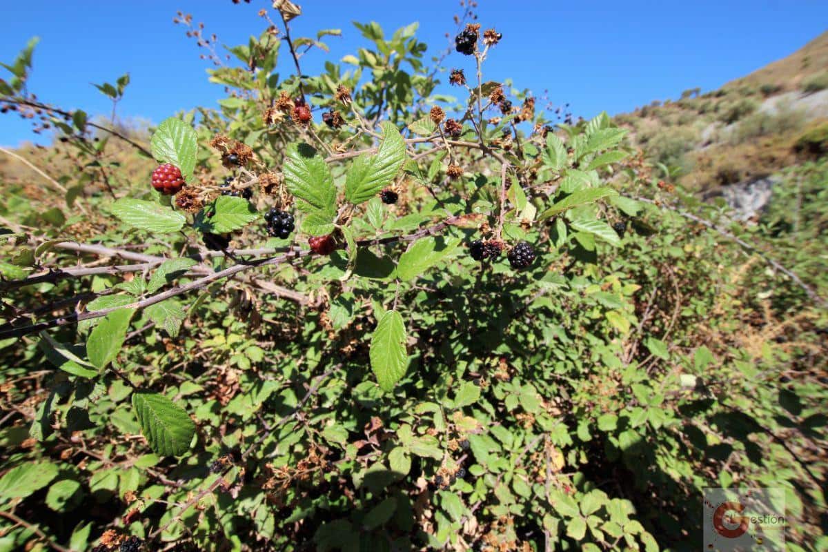 1 soveværelse Finca/Landehus til salg i Velez de Benaudalla - € 180.000 (Ref: 7108935)