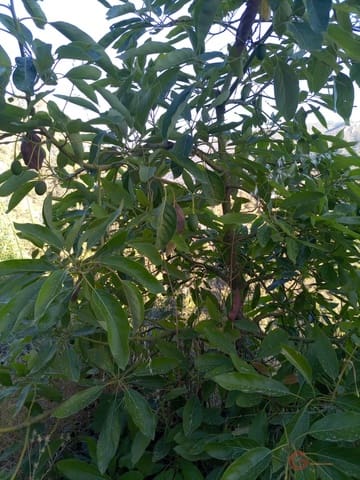 Building Plot for sale in Guajar Alto, Los Guajares - € 218,000 (Ref: 7193374)