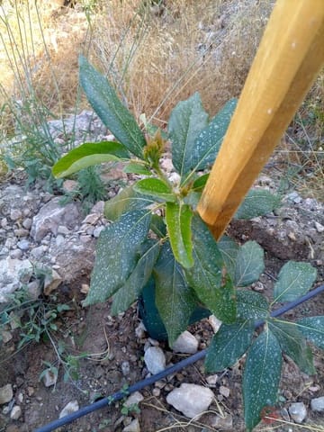 Building Plot for sale in Guajar Alto, Los Guajares - € 218,000 (Ref: 7193374)