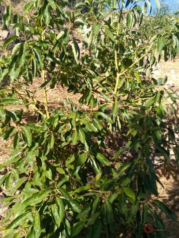 Building Plot for sale in Guajar Alto, Los Guajares - € 218,000 (Ref: 7193374)